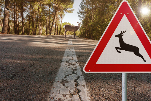 dangerous situation for drivers wild deer standing on asphalt road