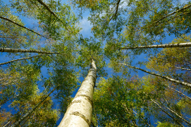 istock Plantation of birch trees in Autumn 1049881494