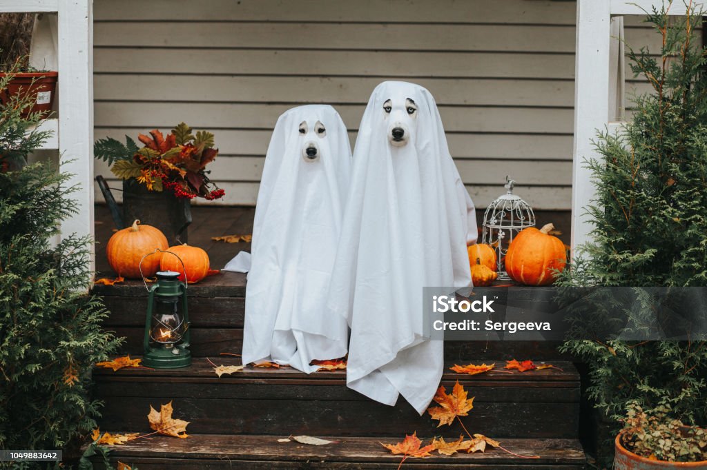 Hund-Gespenst für halloween - Lizenzfrei Halloween Stock-Foto
