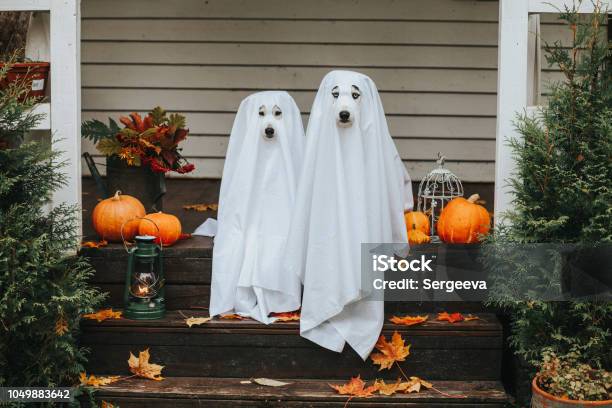 Hundgespenst Für Halloween Stockfoto und mehr Bilder von Halloween - Halloween, Hund, Geist