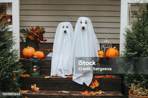 istock dog ghost for halloween 1049883642