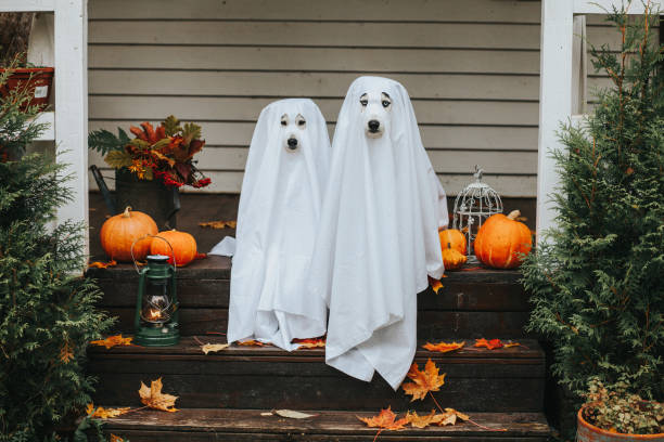 dog ghost for halloween Domestic dogs dressed in ghost costume for Halloween front stoop photos stock pictures, royalty-free photos & images