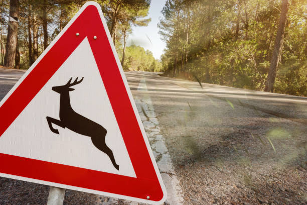 istock Danger: Deer crossing in autumn 1049883820