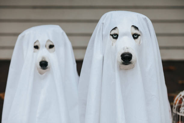 dog ghost for halloween Domestic dogs dressed in ghost costume for Halloween new britain island stock pictures, royalty-free photos & images