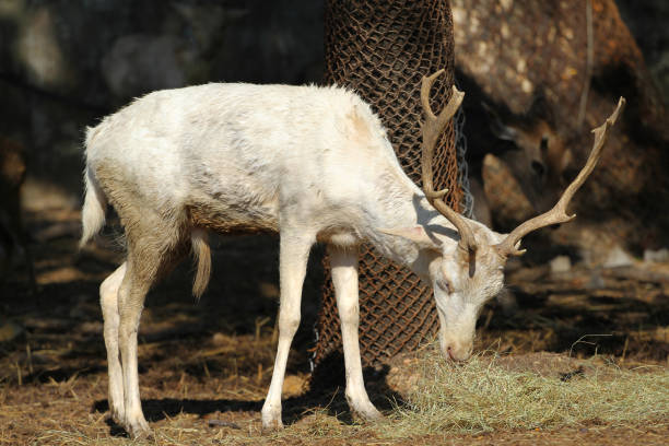 Deer in wildlife park.