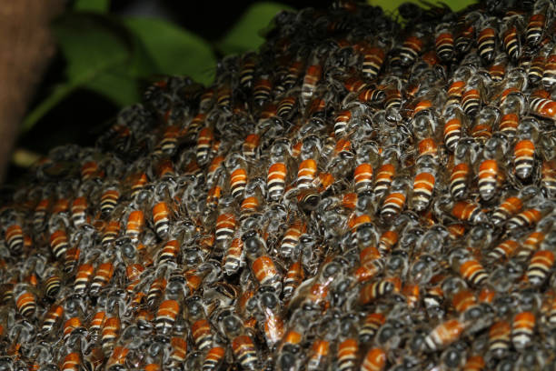 istock Close up group bee in honeycomb on tree. 1049885198