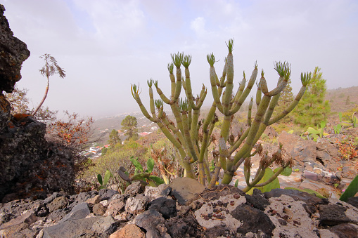 Low visibility in Mirador de Chirche, in Tenerife, Kleinia neriifolia in firts plane.