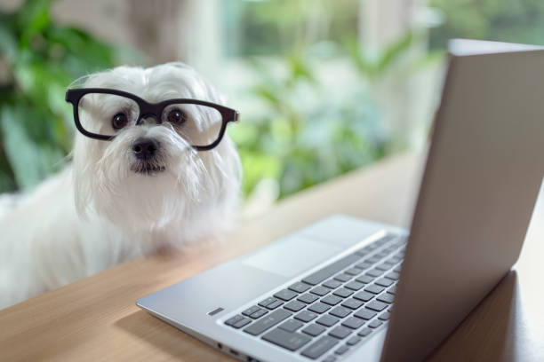 犬のラップトップコンピュータを使う - pets dog office vet ストックフォトと画像