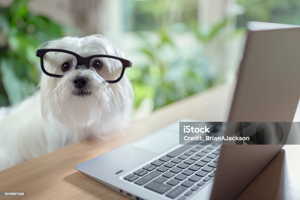 Dog using laptop computer Dog with glasses using laptop computer Dog Stock Photo