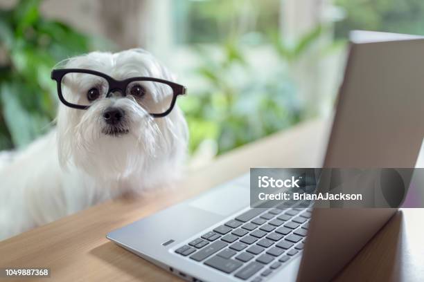 Dog Using Laptop Computer Stock Photo - Download Image Now - Dog, Computer, Office