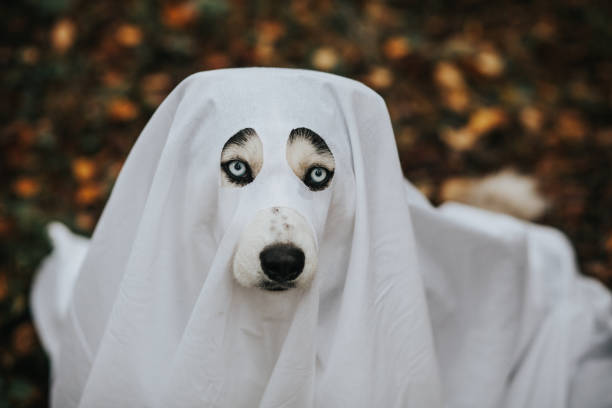 dog ghost for halloween Domestic dogs dressed in ghost costume for Halloween new britain island stock pictures, royalty-free photos & images