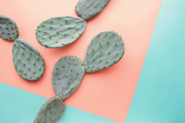 Cactus on yellow and blue background Green cactus on pastel yellow and blue background, copy space prickly pear cactus stock pictures, royalty-free photos & images