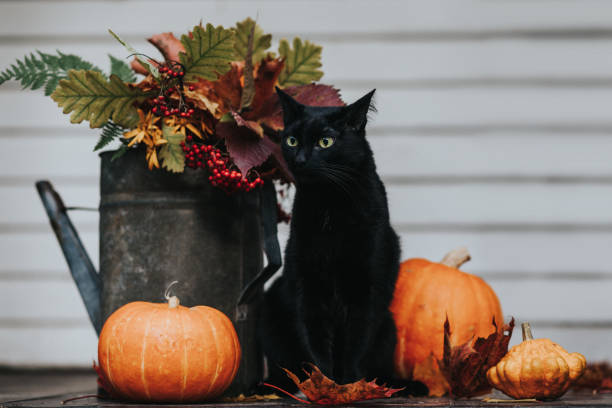 Black cat on halloween stock photo