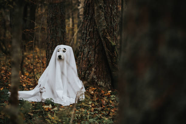 dog ghost for halloween Domestic dogs dressed in ghost costume for Halloween new britain island stock pictures, royalty-free photos & images