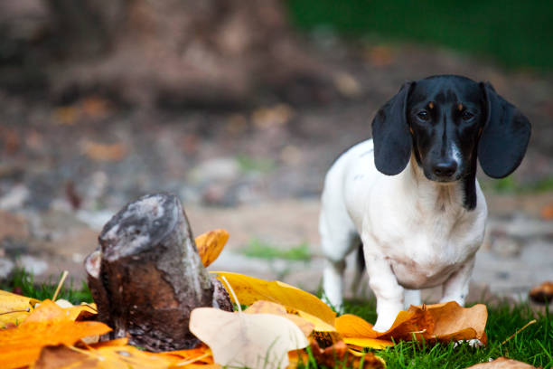 istock Dachshund dog autumn leaf garden stub 1049894780