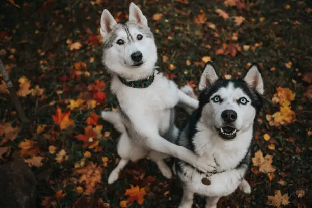 Photo of husky dog in the autumn garden