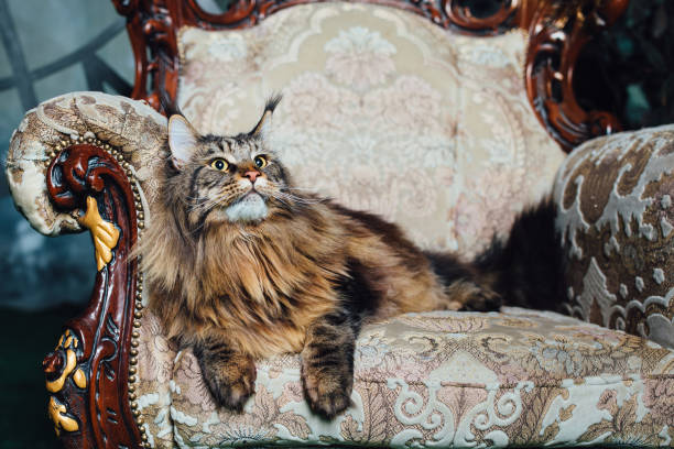 istock Maine Coon cat on antique chair 1049897922