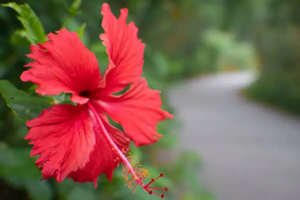 Plant, Flower, Hibiscus, Red