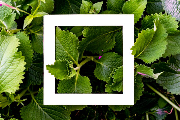 istock creative idea of exotic flowers pattern with copy space made of square frame flat lay f 1049899696