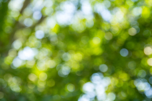 istock Natural green bokeh abstract background 1049901246