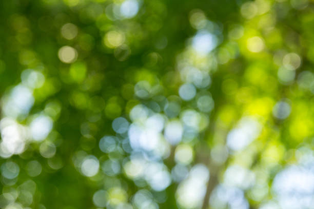 istock Natural green bokeh abstract background 1049901294