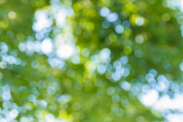 istock Natural green bokeh abstract background 1049901364