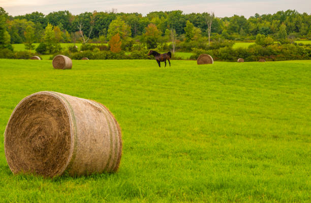 Farm view of rural upstate New York.  Beautiful scene with hay rolls on the meadow