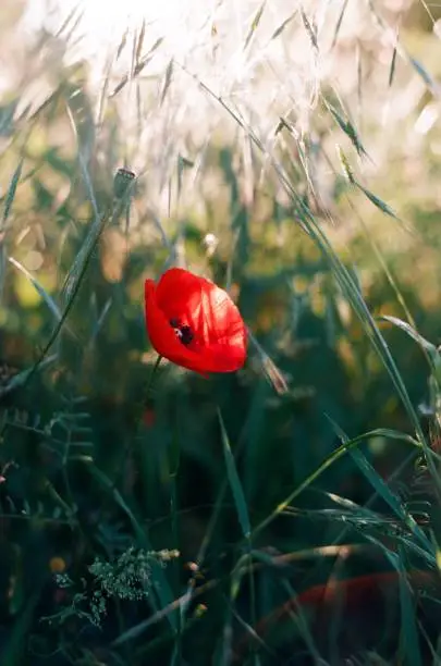 A red poppy in a field of green grass on a Sunday morning
