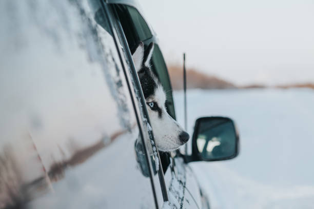 istock Dog in car 1049904278
