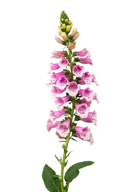 Photo of Purple foxglove (Digitalis purpurea) flowers isolated on white background, clipping path included