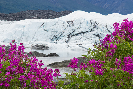 A composite hyperfocal image (two images combined to ensure sharp focus close and far) of wild sweet pea flowers blooming bright pink in front of the icefall of the Matanuska Glacier and its icefall.