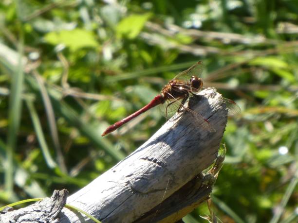 istock red dragonfly on a branch in the forest 1049907762