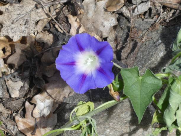 istock blue blossom of a winds flower 1049910272