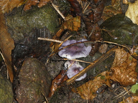 amethyst deceiver mushroom in the mountains