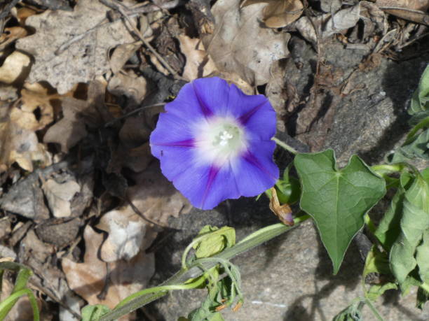 istock blue blossom of a winds flower 1049910320