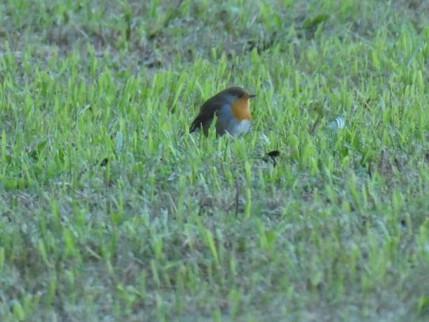 istock redbreast bird in the meadow 1049910436