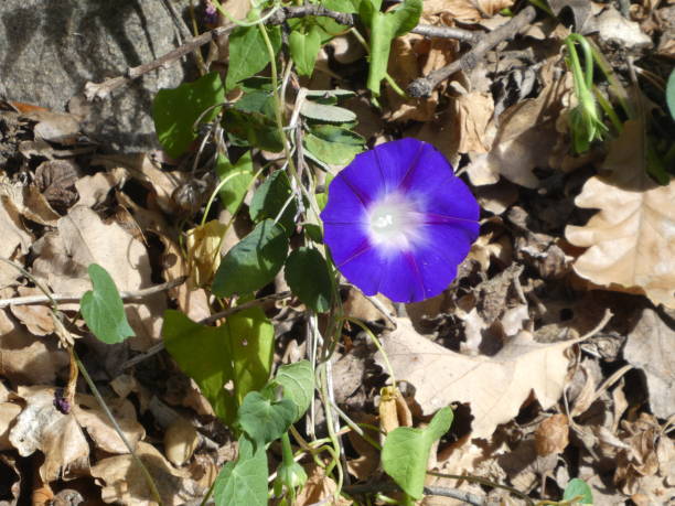 istock blue blossom of a winds flower 1049910540