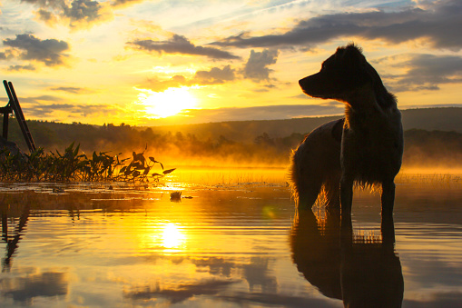 A dog in the water at sunrise.