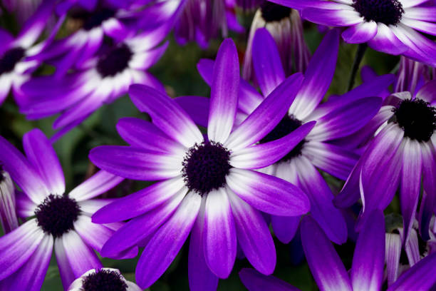 istock Purple flower close up 1049917046
