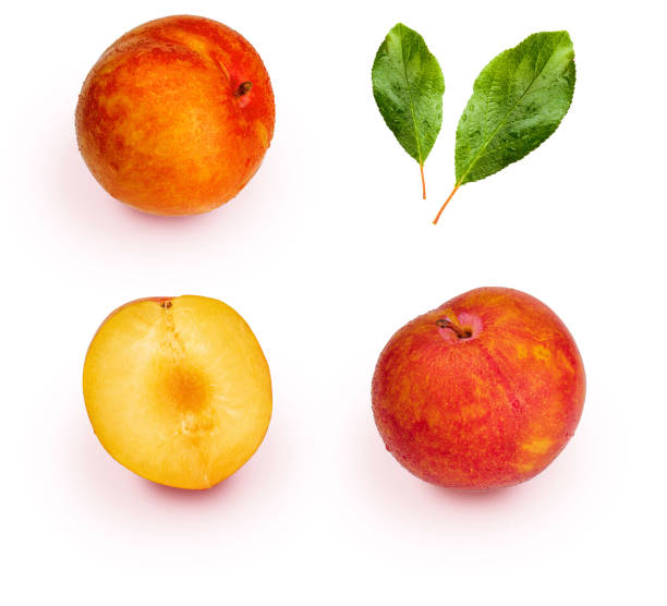 istock Yellow and orange plums (variety known as honey or mirabelle) isolated on white background. They include whole plums, segments and leaves. Color yellow, orange, orange. Healthy diet based on fruits (detoxification) due to its high fiber content. 1049920086