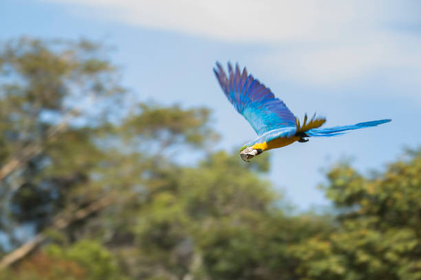 istock Blue and yellow macaw in flight 1049925896