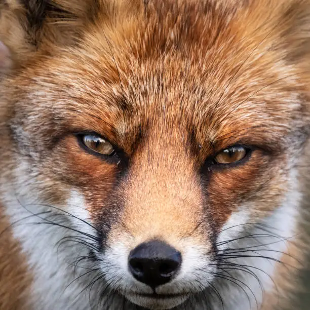 Photo of Close up of the face of a staring European red fox (Vulpes vulpes)