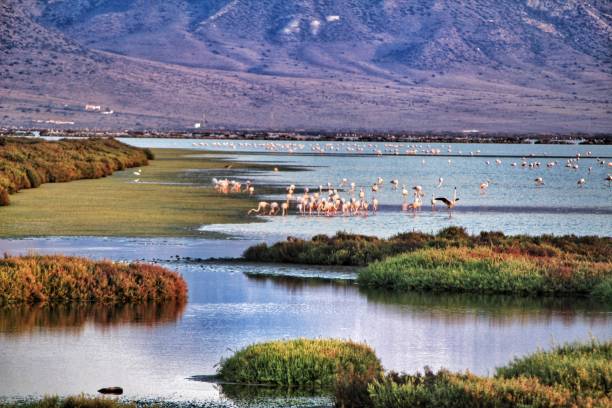 Panoramic view of Cabo de Gata wetlands with pink flamingos in the background Panoramic view of Cabo de Gata wetlands with pink flamingos and mountains in the background. cabo de gata photos stock pictures, royalty-free photos & images