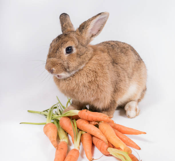 istock Young rabbit with fresh orange carrot isolated on white background 1049935912