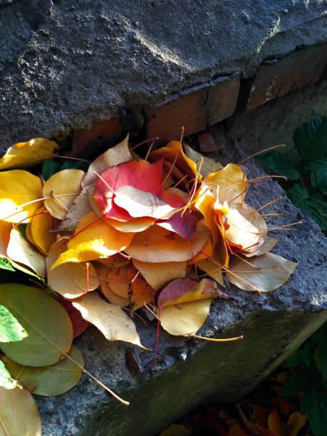 istock A pile of colorful wild pear tree leaves 1049938176
