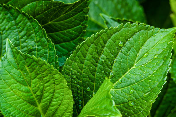 夏の雨の後の緑の葉 - nach ストックフォトと画像