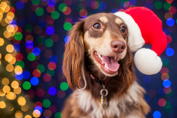 istock Dachshund with Santa Hat and Christmas Lights 1049938556