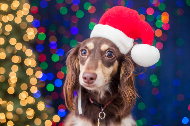 istock Dachshund with Santa Hat and Christmas Lights 1049938566
