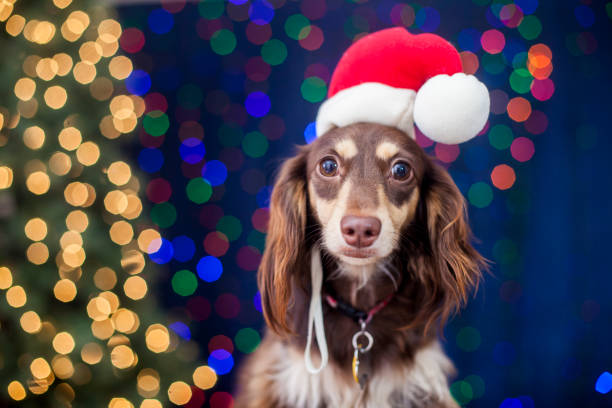 Large portrait of a Russian spaniel in a red Santa Claus hat playing with Christmas toys, gold balls, and jumping on the bed.