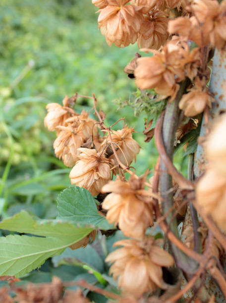 istock Thickets of dry hops 1049939868